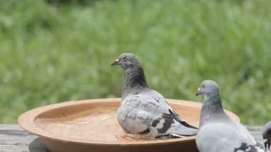 posta güvercini parkta banyo 