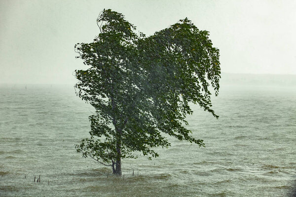 hard strom raining blowing mangrove tree in sea coast