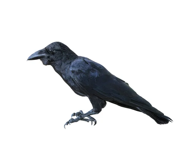 Yan görünümü tam vücut siyah tüy kuzgun kuş izole beyaz b — Stok fotoğraf
