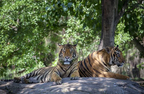 Два тигра лежат на скальном полу — стоковое фото