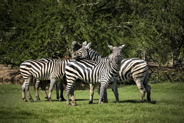 Flock of zebra on green grass field — Stock Photo, Image