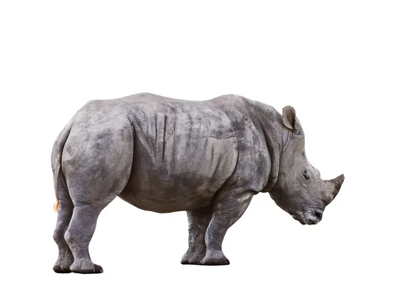 아프리카 코뿔소 고립 된 흰색 배경의 측면 보기 전신 — 스톡 사진