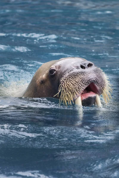 Close up face of male walrus swimming in deep sea water — Stock Photo, Image
