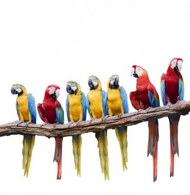 flock of red and blue yellow macaw purching on dry tree branch i clipart