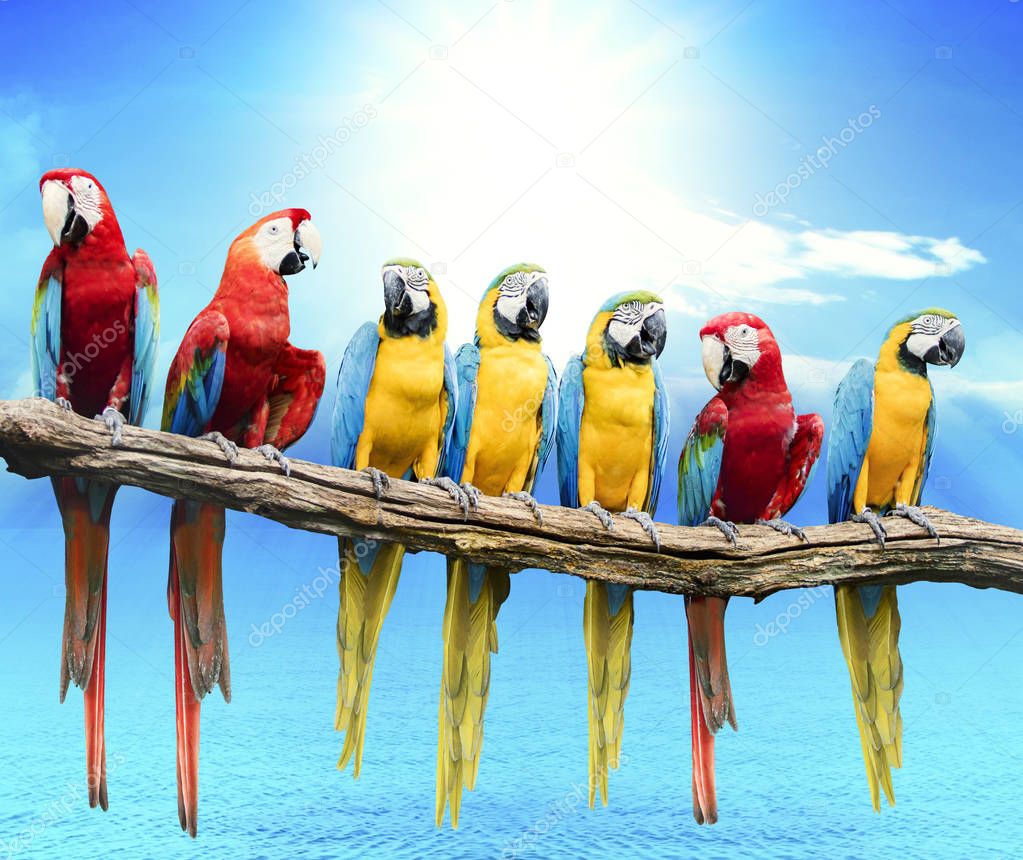 flock of red and blue yellow macaw purching on dry tree branch i