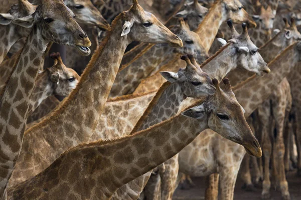 Flock of african giraffe on sawanna field — Stock Photo, Image