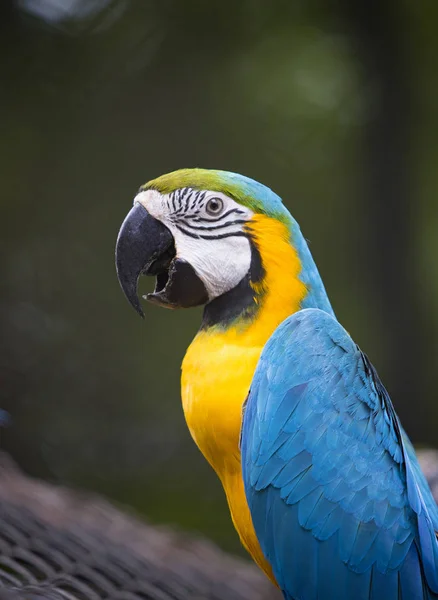 Primer plano cara de colorido pájaro guacamayo de oro azul en verde borroso bac —  Fotos de Stock