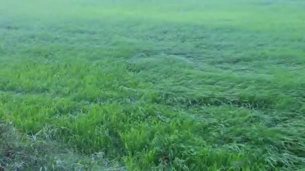 Storming Αέρα Που Φυσά Ρύζι Paddy Τομέα — Αρχείο Βίντεο