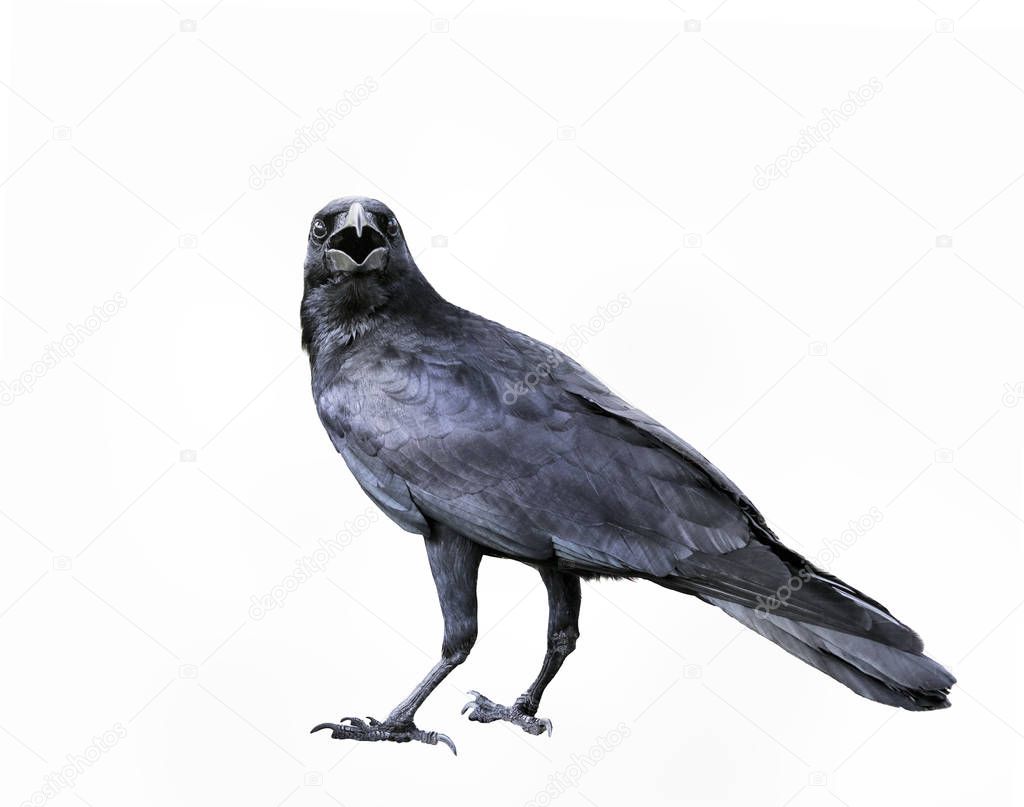 full body of black feather crow,raven bird isolated white backgr
