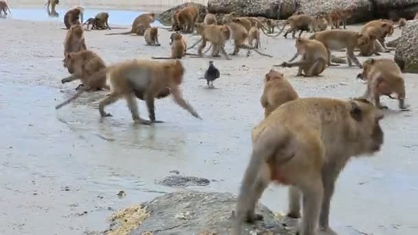 Singe Sauvage Nourrissant Sur Fond Marin Huahin Prachuap Khiri Khan — Video