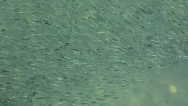 Κοπάδι Ψαριών Στη Θάλασσα Ρηχά Νερά — Αρχείο Βίντεο