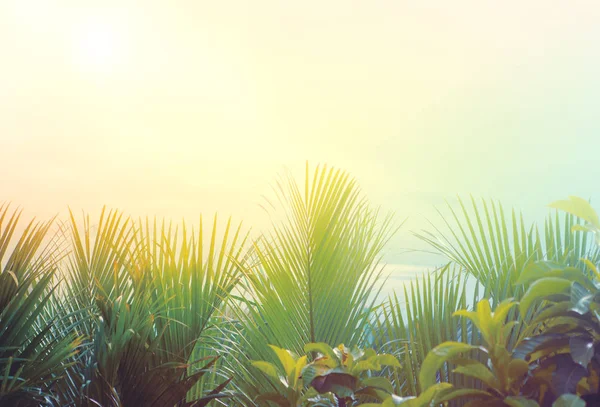 自然の緑のヤシの葉と背景を昇る太陽の光 — ストック写真