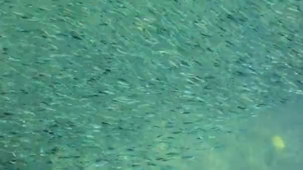 Stádo Mořských Ryb Mělké Mořské Vody — Stock video