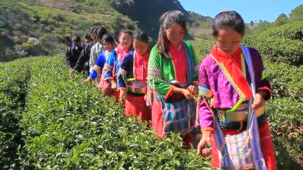 チェンマイ 2016 Jan10 お茶を収穫の伝統服を着てダラ タイ山岳民族のグループ国内村栽培面積の葉します — ストック動画