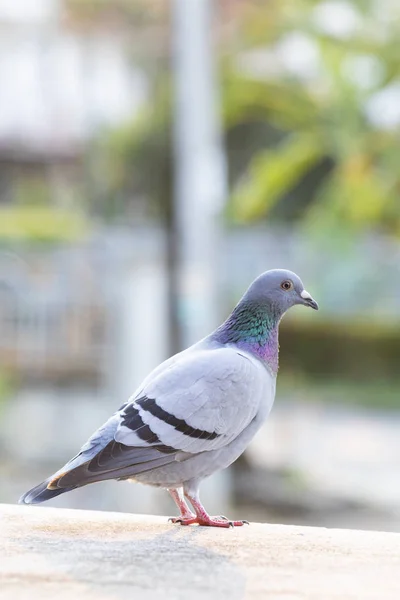 Cuerpo completo de pájaro palomo mensajero — Foto de Stock