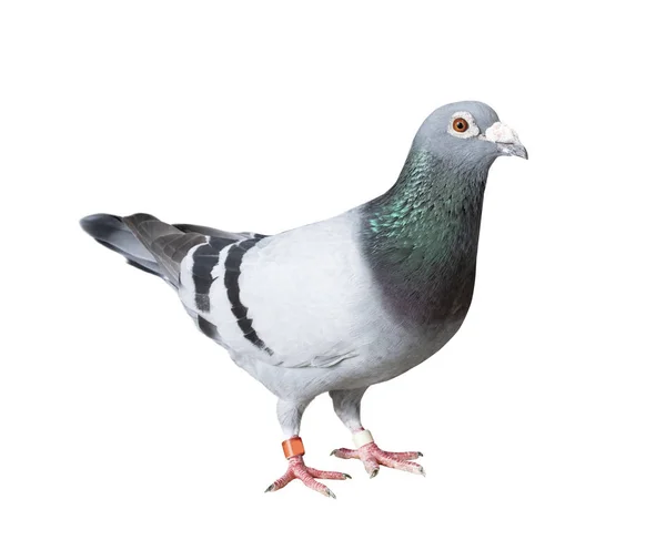 Full body of speed racing pigeon bird with banding leg ring isol — Stock Photo, Image
