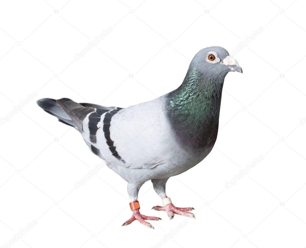 full body of speed racing pigeon bird with banding leg ring isol