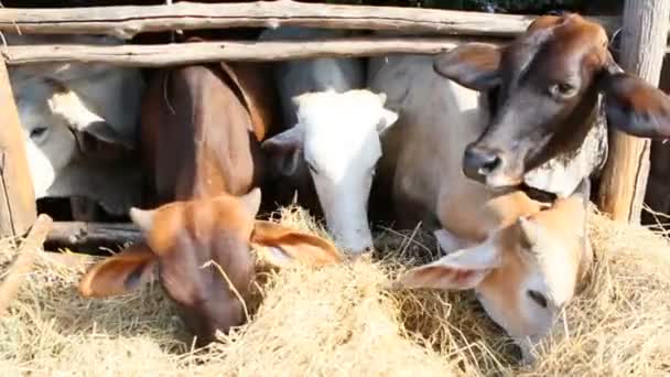 泰国农村家畜吃干稻草 — 图库视频影像