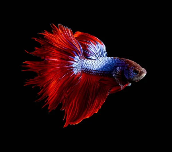 Seitenansicht Ganzkörper mit roter Flosse siamesischer Betafisch auf schwarzem Rücken — Stockfoto