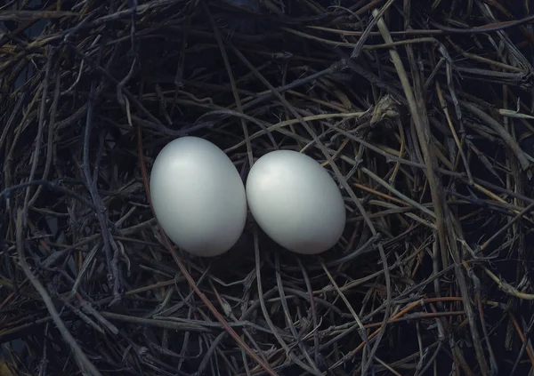 Two bird eggs in hatching nest — Stock Photo, Image