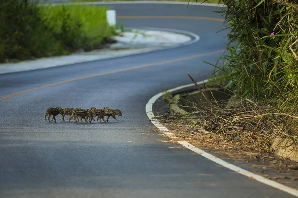 Schwarm kleiner Wildschweine überquert Straße im Nationalpark Khao yai — Stockfoto