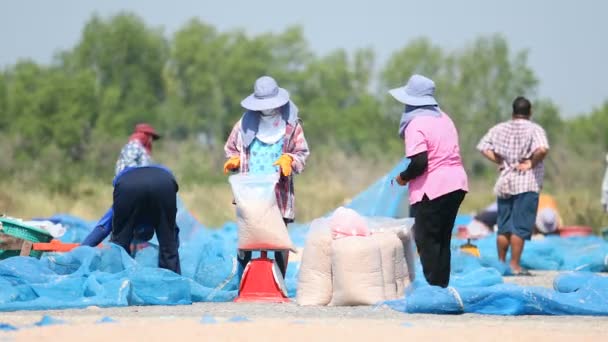 Samuthsakorn Tailandia Dic 2017 Aldeano Cosechando Pequeños Camarones Mar Después — Vídeo de stock