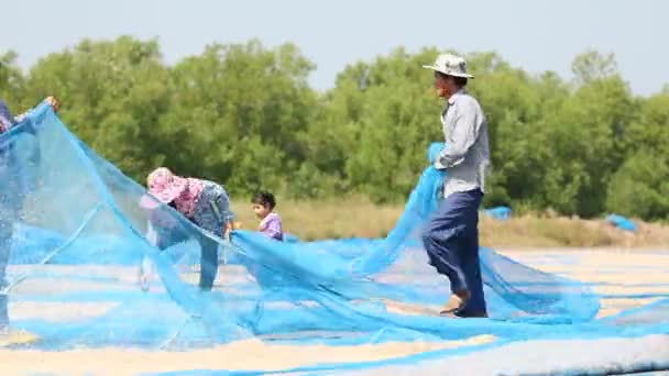 Samuthsakorn Tailandia Dic 2017 Aldeano Cosechando Pequeños Camarones Mar Después — Vídeo de stock