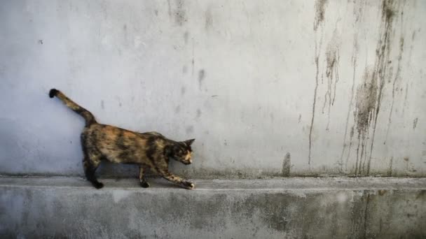 Dois Gatos Domésticos Andando Caminho Estreito Parede — Vídeo de Stock