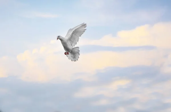 Vit fjäder brevduva flyger mitten av luft mot vackra blu — Stockfoto
