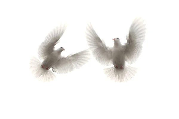 Δύο λευκό φτερό Περιστέρι που πετούν μέσα του αέρα ενάντια σε λευκό φόντο — Φωτογραφία Αρχείου