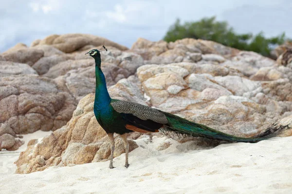 Hermosa pluma de macho indio pavo real de pie en la playa de arena — Foto de Stock