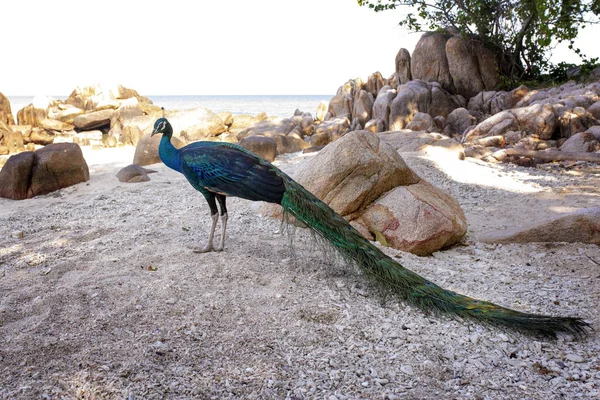 Full body of indian peacock standing on sea beach at koh mun-nok — Stock Photo, Image