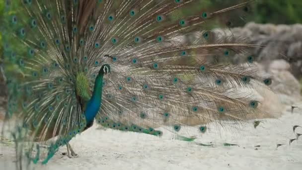 Beautiful Fantail Indian Peacock — Stock Video