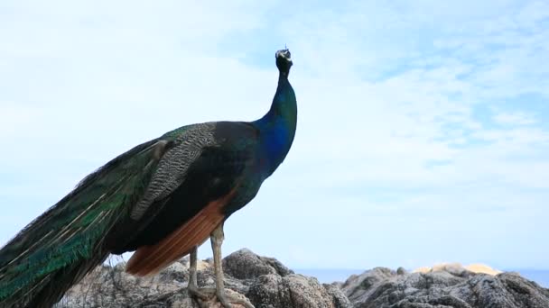 Indischer Pfau Auf Felsen Vor Wunderschönem Blauen Himmel — Stockvideo