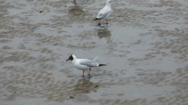 deniz martı kuş tüyü formu ıslahı