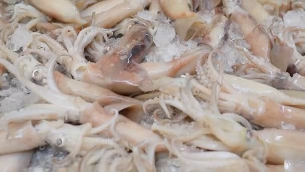 新鲜的鱿鱼在新鲜市场泰国 — 图库视频影像