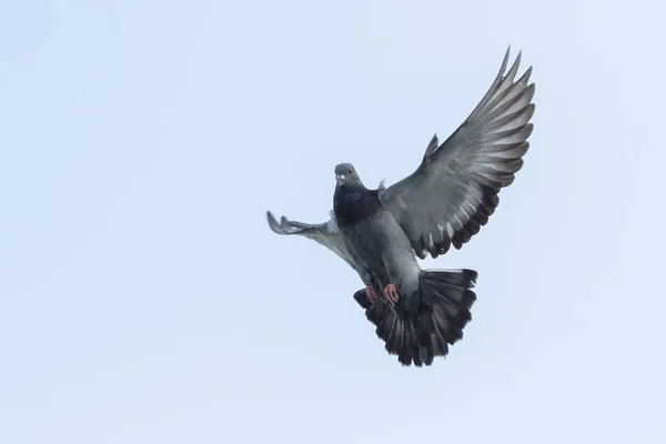 Upper wing of homing pigeon bird floating by flying  mid air — Stock Photo, Image