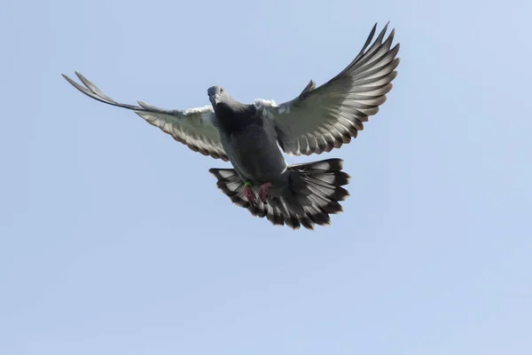 Vliegende postduif tegen heldere blauwe hemel — Stockfoto