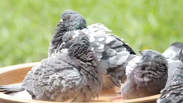 Homing Pombo Banho Prato Água — Vídeo de Stock