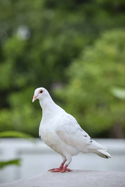 Weiße Feder Des Taubenvogels Auf Dem Dach Des Dachgeschosses — Stockfoto