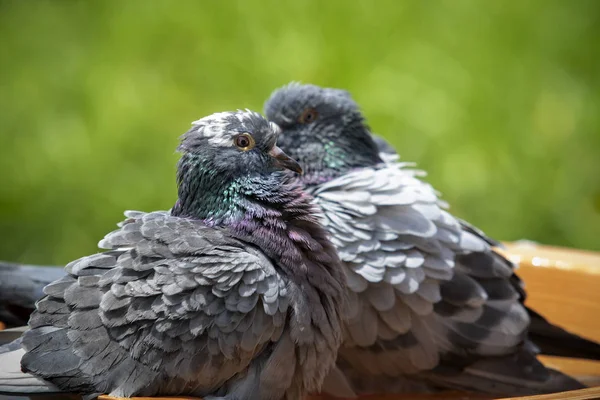 Pigeon Voyageur Baignant Dans Parc Verdoyant — Photo