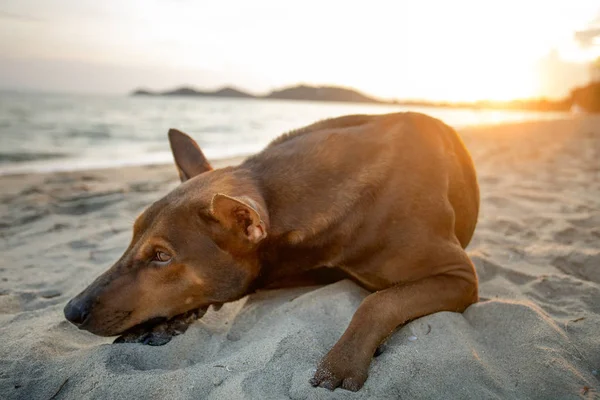 Tristeza cão sem-teto deitado na praia do mar — Fotografia de Stock