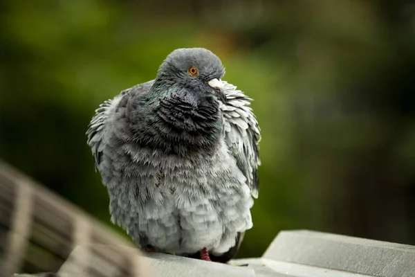 Fermer le comportement naturel de la plume de preening de pigeon de retour dans — Photo