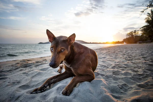 Sorrow homeless dog lying on sea beach — Stock Photo, Image