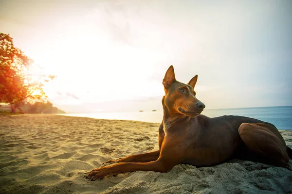 Homeless dog lying on sea beach against beautiful sun rising — Stockfoto