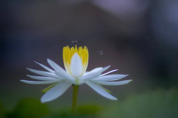 Abeja volando sobre flor de loto lila blanca sobre fondo borroso —  Fotos de Stock