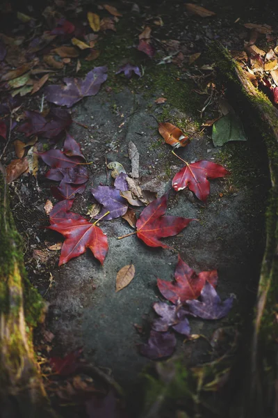 maple leaves falling on forest floor in autumn season