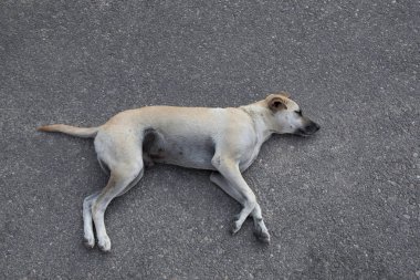 Uyuyan evsiz köpek asfaltta yatıyor.