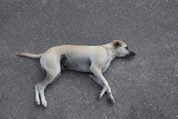 Sleeping homeless dog lying on asphalt ground — Stock Photo, Image