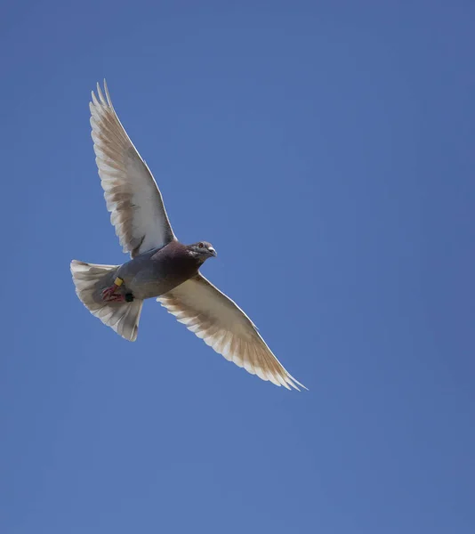 Velocidade de corrida pombo voando contra céu azul claro — Fotografia de Stock